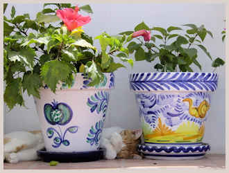 The flower pot cat